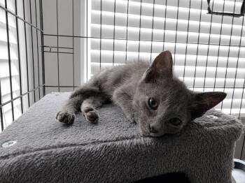 C329 Litter Smokey -  Domestic Short Hair Cat for Adoption in Livonia, Michigan - C329 Litter Smokey | PetCurious