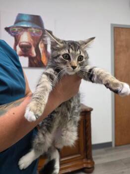 Wrigley -  Maine Coon Cat for Adoption in Fort Myers, Florida - Wrigley | PetCurious