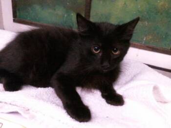 ATLAS -  Domestic Short Hair Cat for Adoption in Houston, Texas - ATLAS | PetCurious