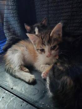 Lara -  Domestic Short Hair Cat for Adoption in Liverpool, Texas - Lara | PetCurious