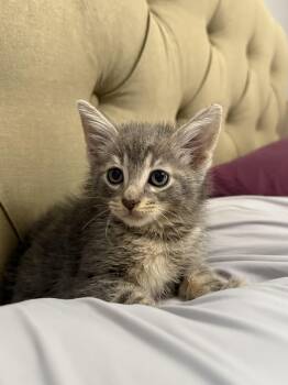 Olipop -  American Shorthair Cat for Adoption in Port Washington, Wisconsin - Olipop | PetCurious