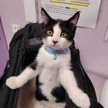 61804078 -  Domestic Short Hair Cat for Adoption in El Paso, Texas - 61804078 | PetCurious