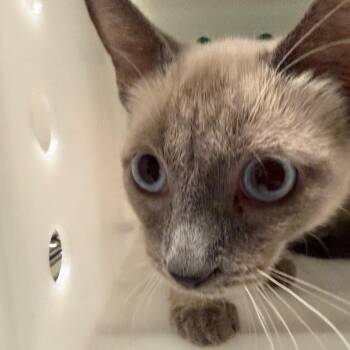 Ballet -  Domestic Short Hair Cat for Adoption in Reno, Nevada - Ballet | PetCurious