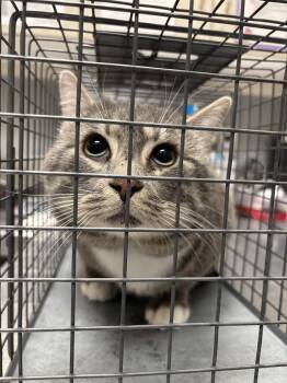 Domestic Short Hair Cats Available for Adoption in Las Vegas, Nevada - CONSTELLATION | PetCurious