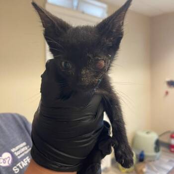 Glenn Coco -  Domestic Short Hair Cat for Adoption in Lake Panasoffkee, Florida - Glenn Coco | PetCurious