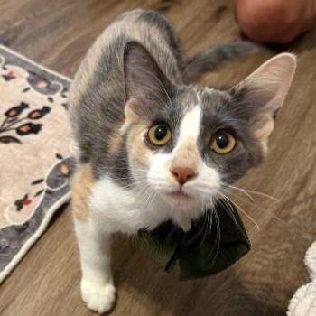 Sydney Belle -  Dilute Calico and Domestic Medium Hair Cat for Adoption in Friendswood, Texas - Sydney Belle | PetCurious