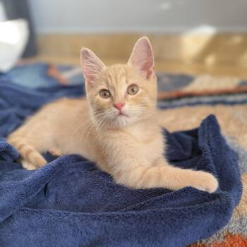 Scallywag -  Domestic Short Hair Cat for Adoption - Scallywag | PetCurious