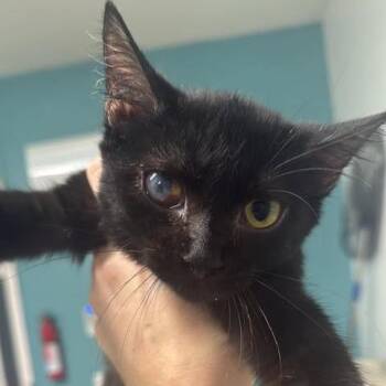 False Eyelashes -  Domestic Short Hair Cat for Adoption in Fredericksburg, Virginia - False Eyelashes | PetCurious