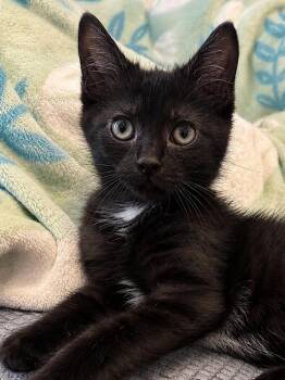 Yahtzee (sweet, social and easygoing) -  Domestic Short Hair Cat for Adoption in Lemoyne, Pennsylvania - Yahtzee (sweet, Social And Easygoing) | PetCurious