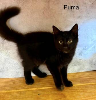Puma MH house panther -  Domestic Medium Hair Cat for Adoption in Jackson, Georgia - Puma MH House Panther | PetCurious