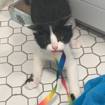 Kielbasa -  Domestic Short Hair Cat for Adoption in Aspinwall, Pennsylvania - Kielbasa | PetCurious