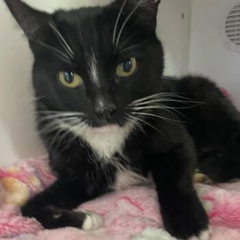 Domestic Short Hair Cats Available for Adoption in Prescott, Arizona - Nicki | PetCurious