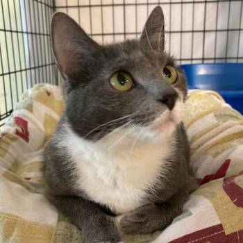 Rescue Domestic Short Hair Cats for Adoption - Salsa 2023 | PetCurious