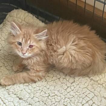 Bosley Miller -  Domestic Short Hair Cat for Adoption in Woodstock, Virginia - Bosley Miller | PetCurious