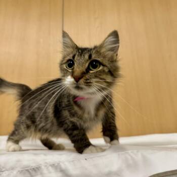 Lucky -  Domestic Medium Hair Cat for Adoption in Brentwood, Missouri - Lucky | PetCurious