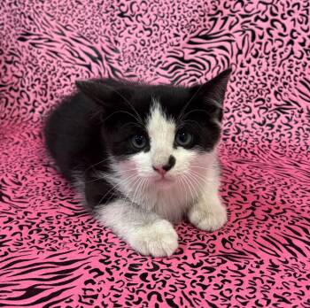 Rescue Domestic Short Hair Cats for Adoption in Tillsonburg, Ontario - MERLIN | PetCurious