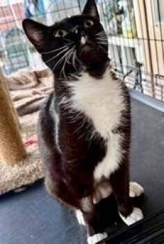Domestic Short Hair Cats Available for Adoption in San Diego, California - Starling | PetCurious