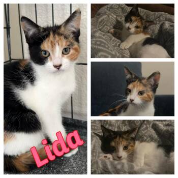 Lida -  Domestic Short Hair Cat for Adoption in Hollister, California - Lida | PetCurious