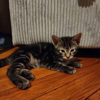 Noa -  Domestic Short Hair Cat for Adoption - Noa | PetCurious