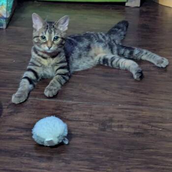 Lady -  Domestic Short Hair Cat for Adoption in Traverse City, Michigan - Lady | PetCurious