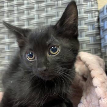 Sabrina -  Domestic Short Hair Cat for Adoption in Goleta, California - Sabrina | PetCurious