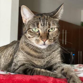Rescue Torbie Cats for Adoption in Liverpool, Texas - Cleo | PetCurious