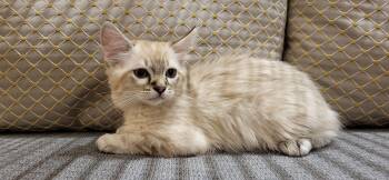 King -  Ragdoll Cat Available for Adoption in Gilbert, Arizona - King | PetCurious