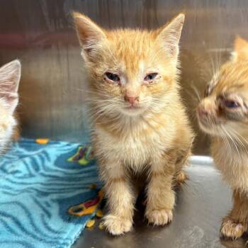 Prism -  Domestic Short Hair Cat for Adoption in Morganton, North Carolina - Prism | PetCurious