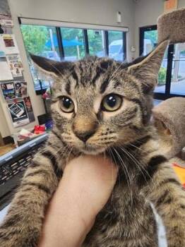 Domestic Short Hair Cats Available for Adoption in Seneca, South Carolina - Millie $75 At PetSmart Seneca | PetCurious