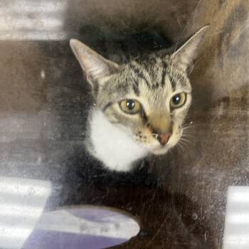 72997 -  Domestic Short Hair Cat for Adoption in Harrisonburg, Virginia - 72997 | PetCurious