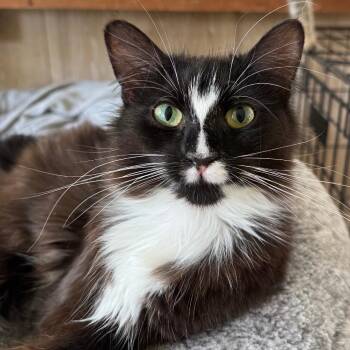 Trinity McCracken (bonded to Neo McCracken) -  Domestic Medium Hair Cat for Adoption in Merrifield, Virginia - Trinity McCracken (bonded To Neo McCracken) | PetCurious
