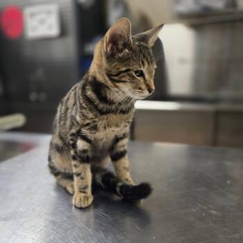 Sleepy -  Domestic Short Hair Cat for Adoption in Pauls Valley, Oklahoma - Sleepy | PetCurious