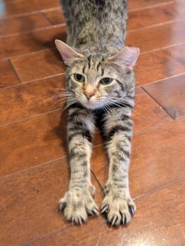 Rescue Domestic Short Hair and Tabby Cats for Adoption in Glen Raven, North Carolina - MISSY | PetCurious