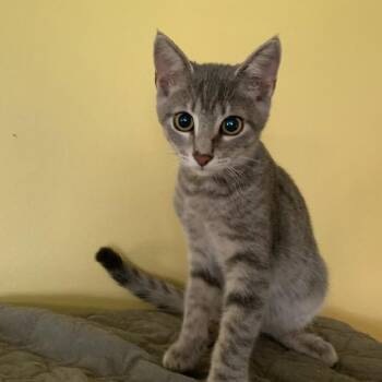 Gunner -  Domestic Medium Hair Cat for Adoption in Greensburg, Pennsylvania - Gunner | PetCurious