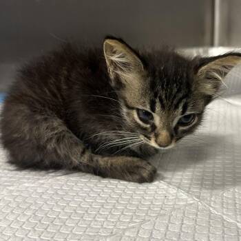 Karen -  Domestic Short Hair Cat for Adoption in Greensboro, North Carolina - Karen | PetCurious