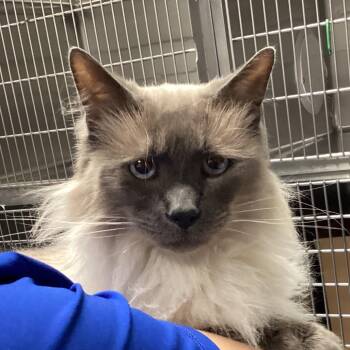 Domestic Medium Hair Cats Available for Adoption in Greenville, South Carolina - Jericho | PetCurious