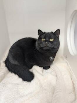 British Shorthair and Domestic Short Hair Cats Available for Adoption - Rey | PetCurious