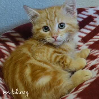 Quasimodo -  Domestic Short Hair Cat for Adoption in Cheyenne, Wyoming - Quasimodo | PetCurious