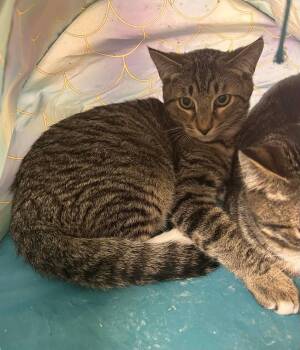 Rishi -  Domestic Short Hair Cat for Adoption in Gladstone, Oregon - Rishi | PetCurious