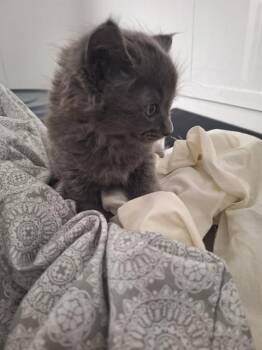 Domestic Short Hair Cats Available for Adoption in Fort Lauderdale, Florida - A2476073 | PetCurious