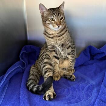 Domestic Short Hair Cats Available for Adoption in Council Bluffs, Iowa - August | PetCurious