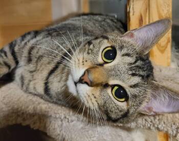 Domestic Short Hair Cats Available for Adoption in Ellijay, Georgia - Sprout  | PetCurious