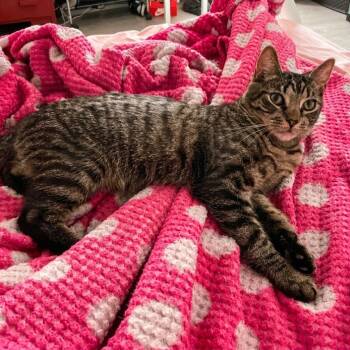 Felix -  Domestic Short Hair Cat for Adoption in Weehawken Township, New Jersey - Felix | PetCurious