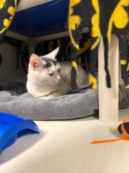 Domestic Short Hair Cats Available for Adoption in Fort Collins, Colorado - Estella | PetCurious
