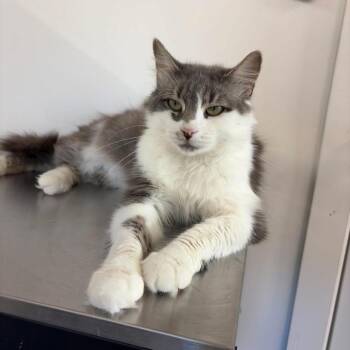 Katniss ARC26 - 143 -  Domestic Medium Hair Cat for Adoption in Akron, New York - Katniss ARC26 - 143 | PetCurious