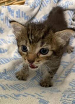TABITHA -  Domestic Short Hair Cat for Adoption in Rosenberg, Texas - TABITHA | PetCurious