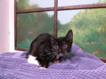 FAYE -  Domestic Short Hair Cat for Adoption in Houston, Texas - FAYE | PetCurious