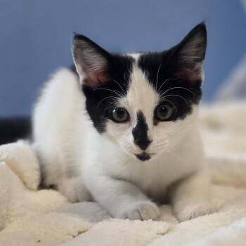 Junie B. Jones -  Domestic Short Hair Cat for Adoption in Lowell, Arkansas - Junie B. Jones | PetCurious
