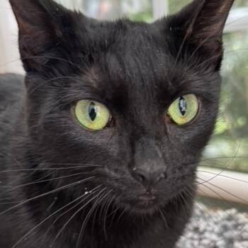 Rescue Domestic Medium Hair Cats for Adoption in East Greenwich, Rhode Island - PRIVATE | PetCurious
