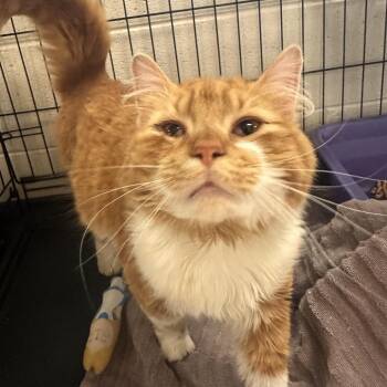 Domestic Long Hair Cats Available for Adoption in Rocky Mount, Virginia - Garf Brooks | PetCurious